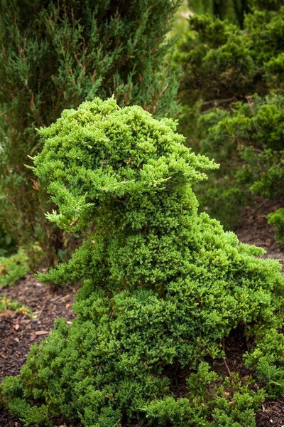 Juniperus procumbens 'Nana', Kriech-Wacholder, 20–25 cm