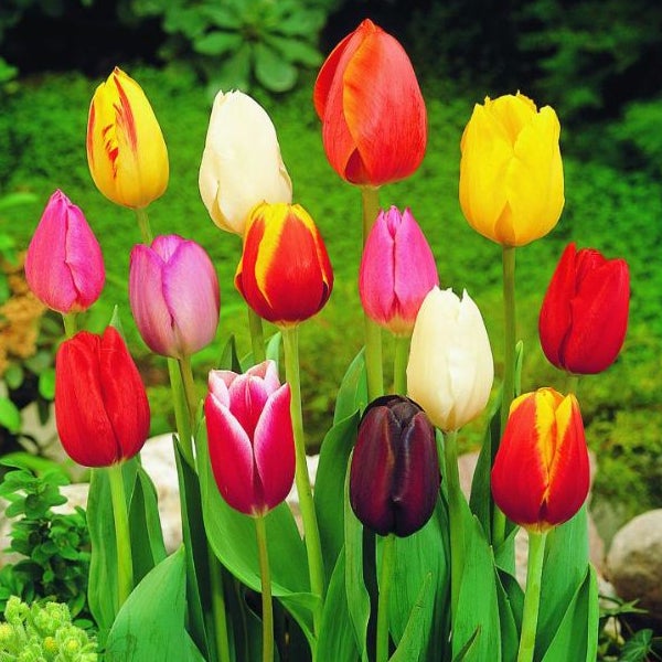 Gruppe verschiedenfarbiger Tulpen im Gartenbeet