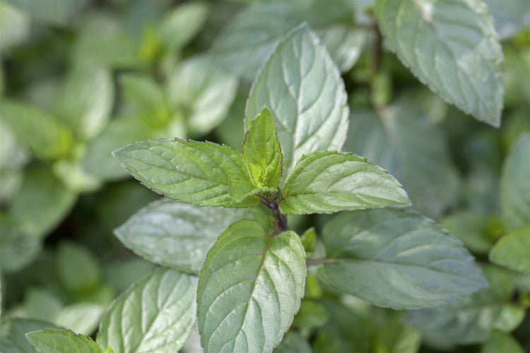 Mentha x piperita 'Chocolate', Schokoladenminze, ca. 9x9 cm Topf