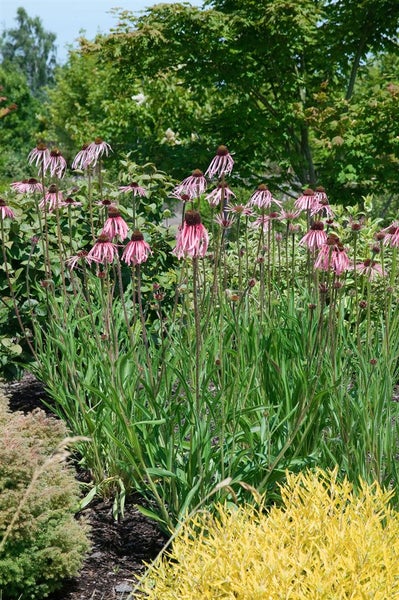 Gruppe von Sonnenhutblumen im Garten.