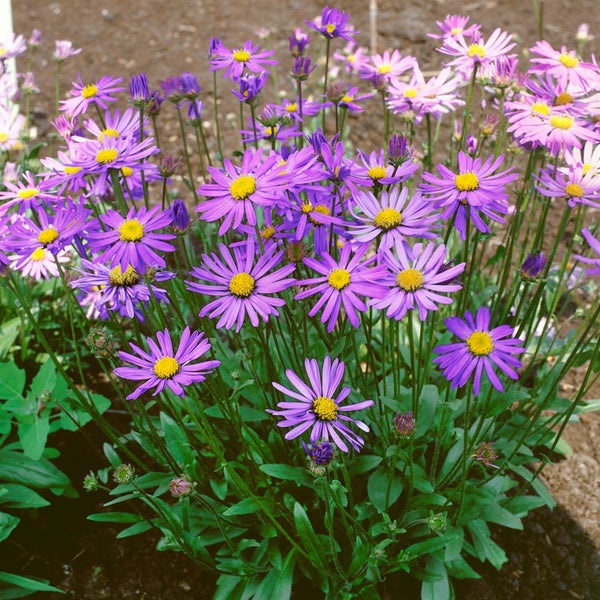 Aster tongolensis 'Berggarten', Bergaster, violett, ca. 9x9 cm Topf