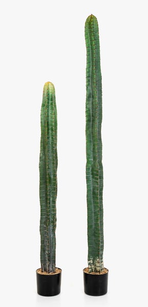 Säulenkaktus Euphorbia ingens im schwarzen Kunststofftopf.