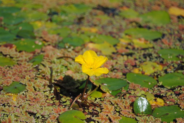 Nymphoides peltata, Seekanne, gelb, ca. 9x9 cm Topf
