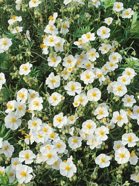 Helianthemum x cult. 'Snow Queen', Sonnenröschen, weiß, ca. 9x9 cm Topf