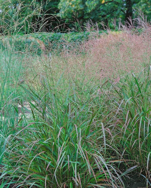 Panicum virgatum 'Squaw', Rutenhirse, rotbraun, ca. 9x9 cm Topf