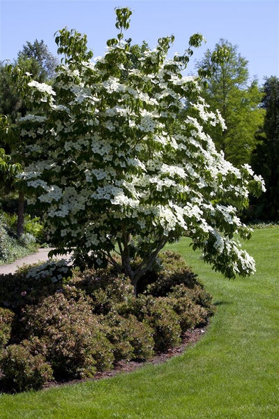 Cornus kousa, Japanischer Blumen-Hartriegel, 100–125 cm