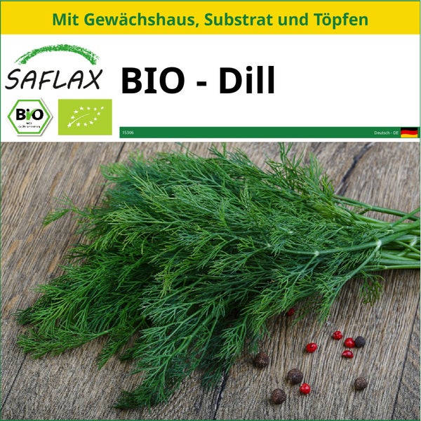 SAFLAX Anzucht Set - BIO - Dill - Anethum graveolens - 700 Samen - Mit Mini-Gewächshaus, Anzuchtsubstrat und 2 Töpfen
