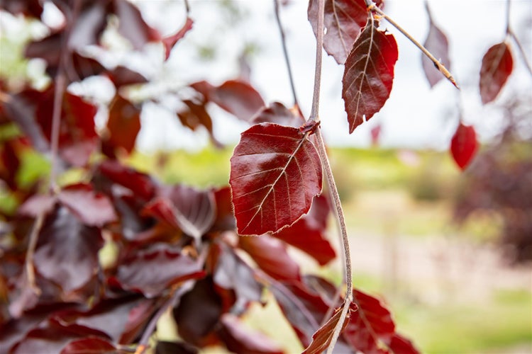 Fagus sylvatica 'Black Swan', Rotbuche, 80–100 cm