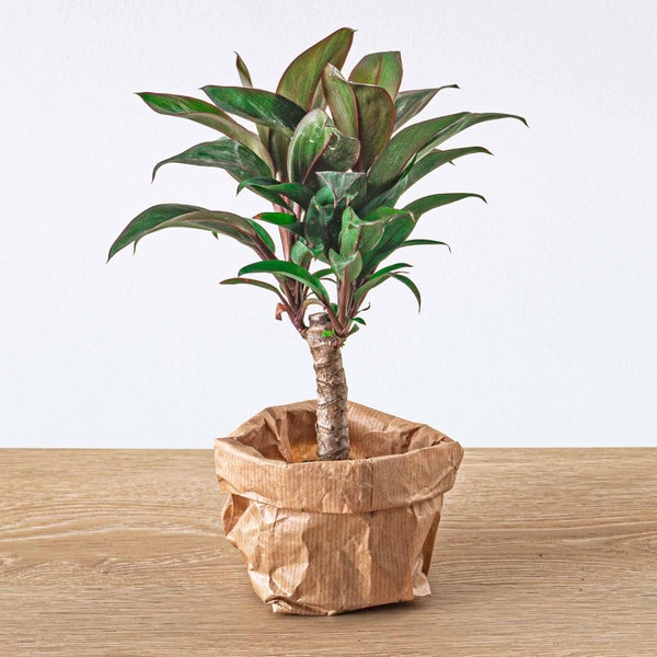 Green Bottle Set für Deinen Flaschengarten ohne Glas 5 Pflanzen Kaffee Farn Dracaena 2x Fittonia