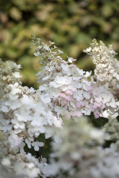 Rispenhortensie mit weißen Blüten