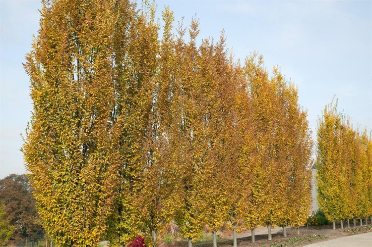 Carpinus betulus 'Fastigiata', Hainbuche, säulenförmig, 150–175 cm