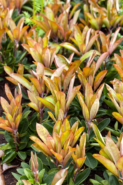 Rhododendron Hybr. 'Roter Korsar', rot, 40–50 cm