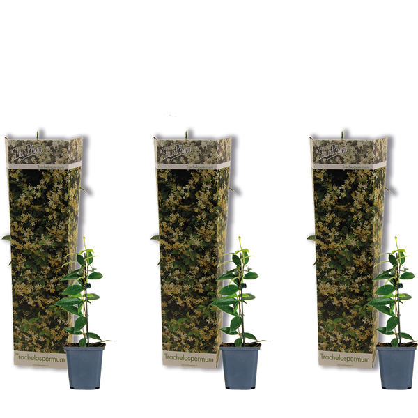 3x Trachelospermum Stern der Toskana – Toskanischer Jasmin – Winterhart – ⌀9 cm – ↕15-20 cm
