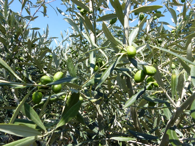 Olivenbaum Olea europaea mit grünen Oliven an den Zweigen.