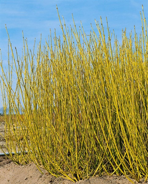 Cornus sericea 'Flaviramea', Gelbholz-Hartriegel, 40–60 cm