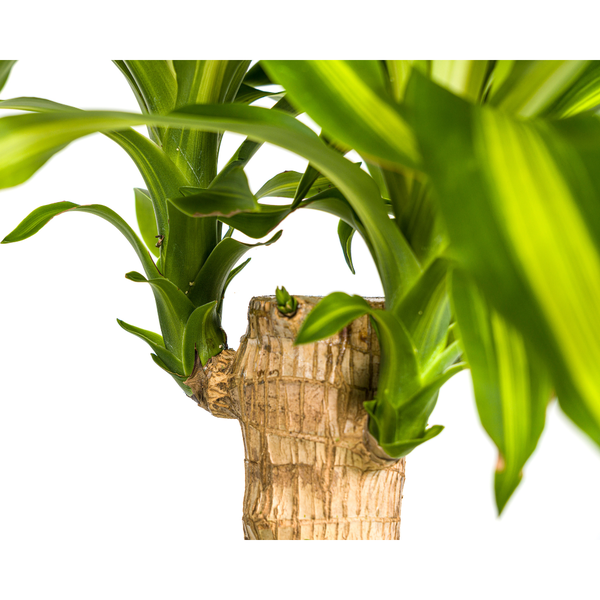 Detailaufnahme einer Drachenbaum Pflanze mit Stamm und Blättern