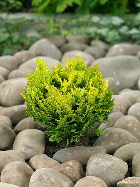 Gelbe Zypresse im Garten