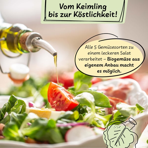 Frischer Salat aus eigenem biologischem Anbau mit Tomaten und Feldsalat, auf den Olivenöl gegossen wird.