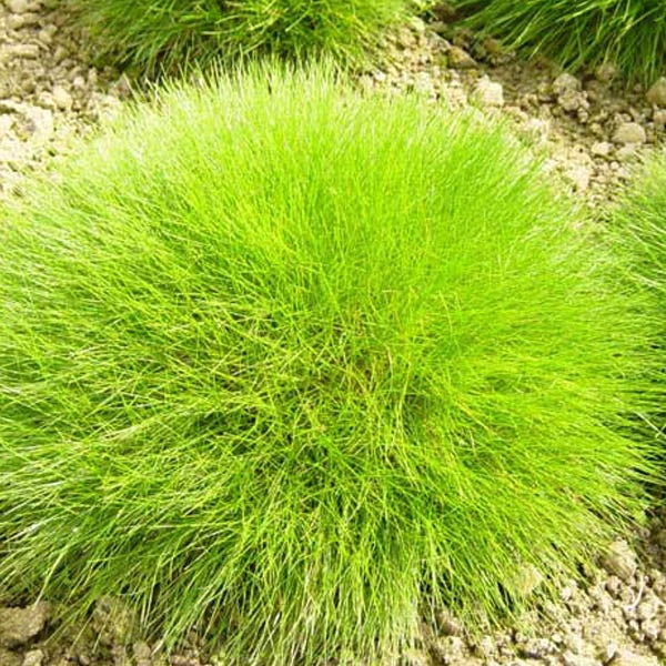 Büschel Gelbgrünes Gras