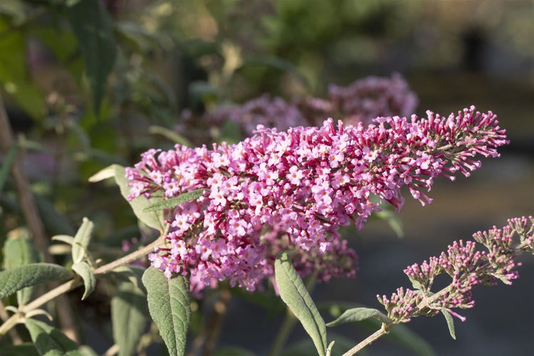 Buddleja davidii 'Pink Delight', Schmetterlingsflieder, rosa, 40–60 cm