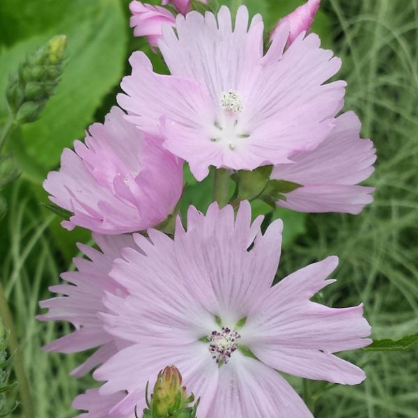 Blüten einer Strauchpappel im Detail