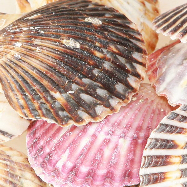 Dekorative Muscheln für eine maritime Raumdekoration