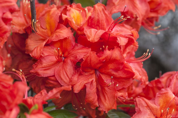 Rhododendron luteum 'Feuerwerk', gelb-rot, 30–40 cm