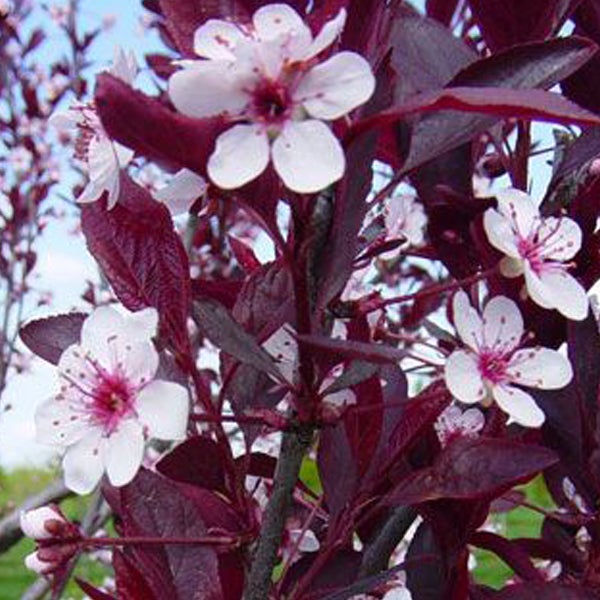 Blühender Zierbaum mit roten Blättern und weißen Blüten