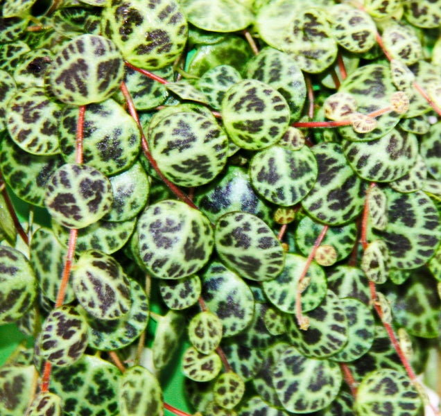 Zimmerpflanze zum Hängen Peperomia prostrata  String of Turtles Schildkröte an der Schnur Zwergpfeffer 14cm Ampel