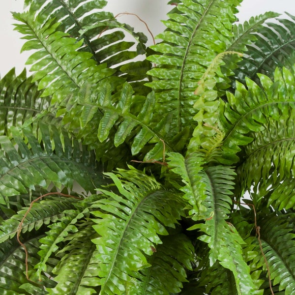 Grüne Farnpflanze mit detailreichen Wedeln.