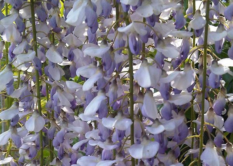 SAFLAX  - Blauregen - Wisteria sinensis - 4 Samen