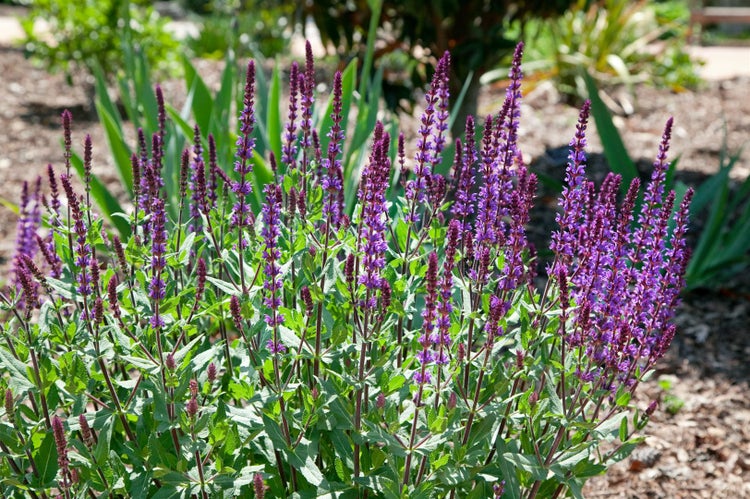 Salvia nemorosa 'Caradonna', Steppensalbei, violett, ca. 9x9 cm Topf