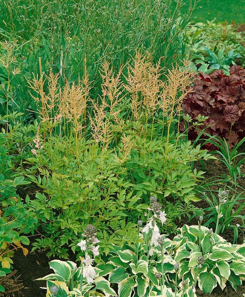 Astilbe glaberrima 'Sprite', Zwerg-Prachtspiere, rosa, ca. 9x9 cm Topf