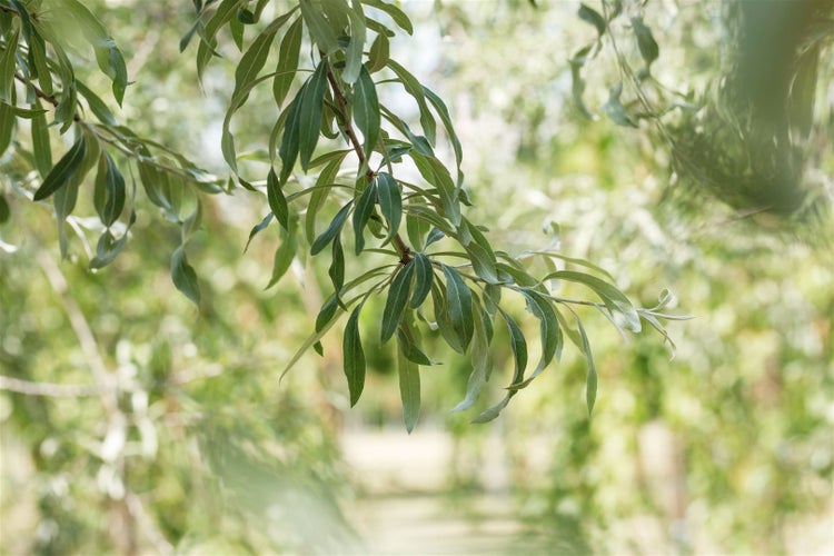 Nahaufnahme eines Astes mit lanzettlichen Blättern einer Weide im Garten.