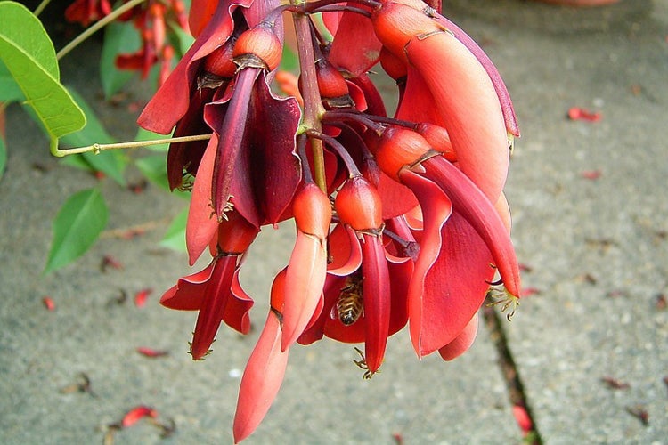 SAFLAX Garden to go - Karibischer Korallenstrauch - Erythrina crista-galli - 6 Samen - Mit Topf, Klima - Deckel und Anzuchtsubstrat
