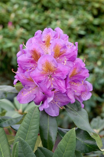 Rhododendron Hybr. 'Pink Purple Dream', rosa-lila Blüten, 60–70 cm