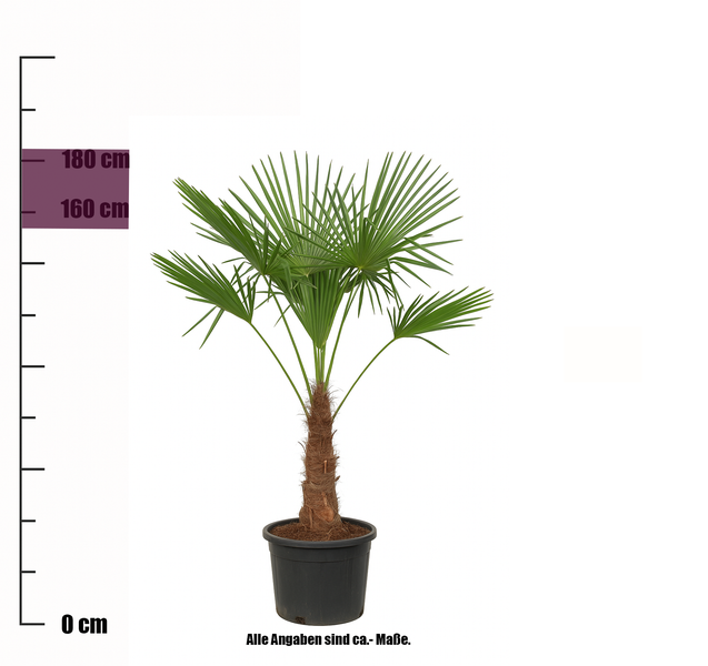 Trachycarpus fortunei 150 - 180 cm Palme Hanfpalme, winterhart bis -19°C