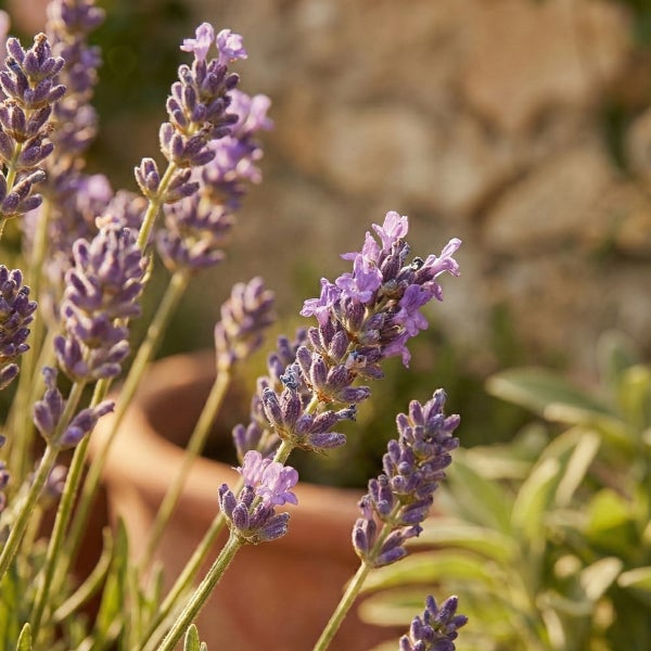 Nahaufnahme von blühenden Lavendelzweigen im Garten vor einer Steinmauer.