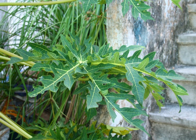 SAFLAX  - Tropischer Melonenbaum / Papaya - Carica papaya - 30 Samen
