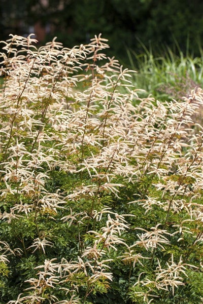 Aruncus aethusifolius 'Horatio', Zwerg-Geißbart, ca. 11x11 cm Topf