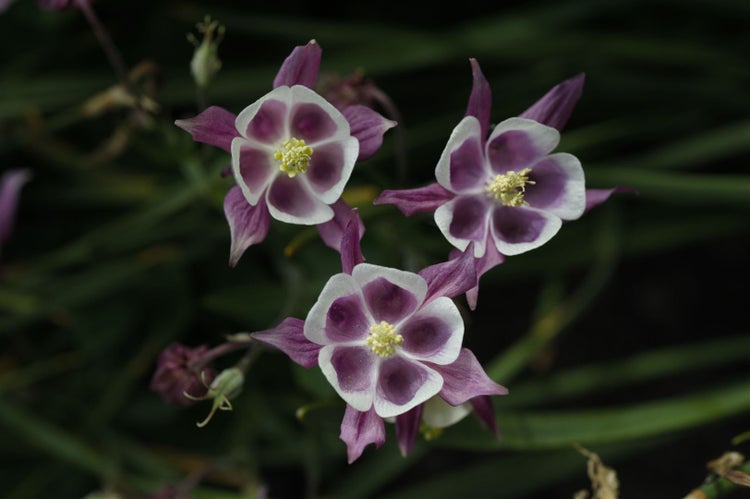 Aquilegia vulgaris 'William Guiness', Akelei, zweifarbig, ca. 9x9 cm Topf