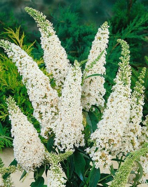 Buddleja 'White Profusion', Schmetterlingsflieder, weiß, 80–100 cm