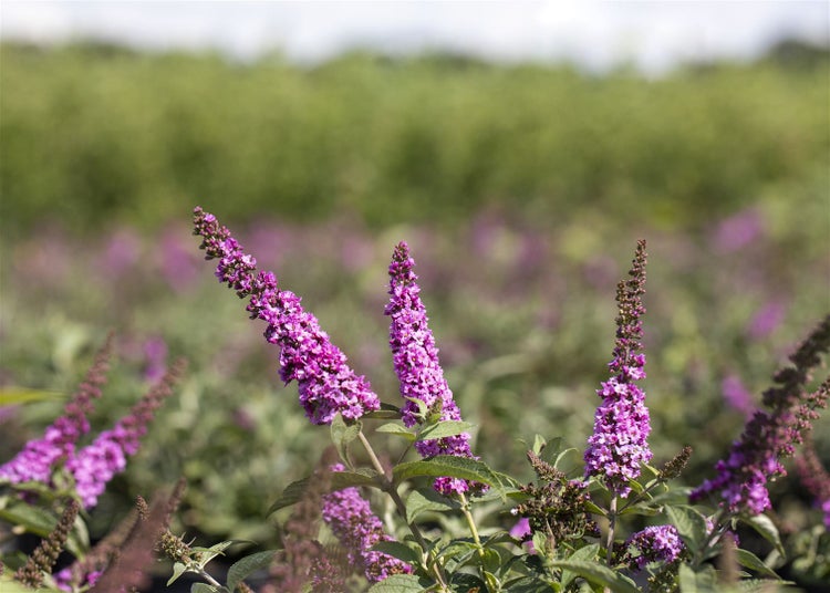 Buddleja 'Pink Micro Chip', Schmetterlingsflieder, rosa, 30–40 cm