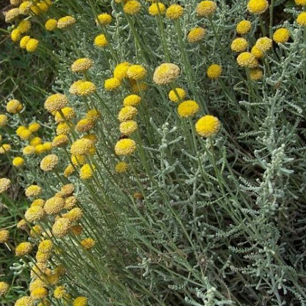 Nahaufnahme von Santolina-Pflanzen mit kleinen gelben Blüten