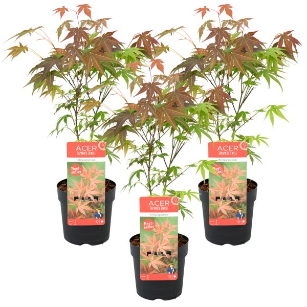 3x Acer palmatum 'Atropurpureum' - Japanischer Ahorn - Strauch - Winterherz – ⌀13 cm - ↕25-35 cm