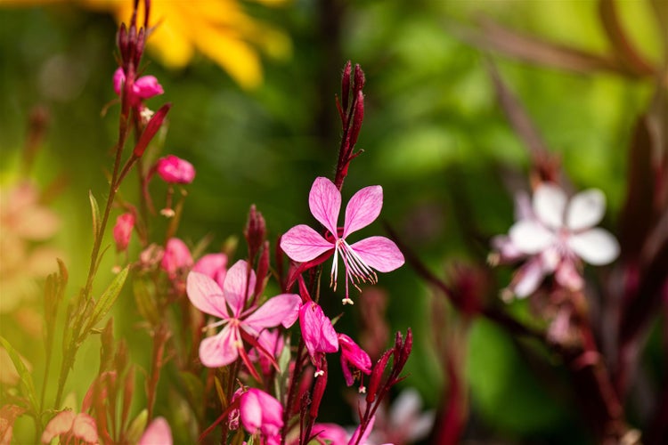 Gaura lindheimerii 'Cherry Brandy', Prachtkerze, rosa, 2-3 Liter Container