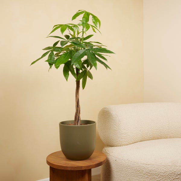 Bloomique - 2er-Set - Pachira Aquatica - Geldbaum - Wasserkakao - Zimmerpflanzen - Luftreinigend - Pflegeleicht - 80-90 cm hoch - Topf 21 cm