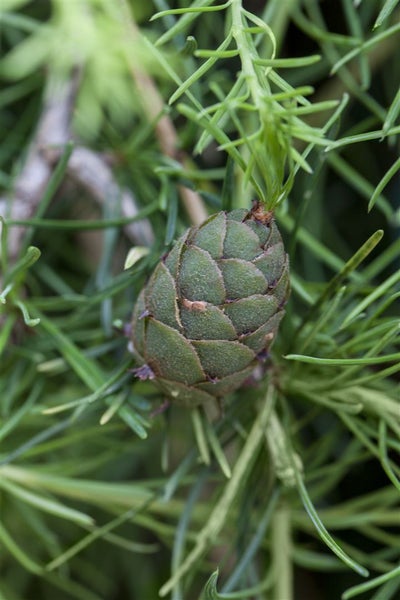 Larix kaempferi, Japanische Lärche, 40–60 cm