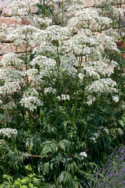 Valeriana officinalis, Baldrian, ca. 9x9 cm Topf