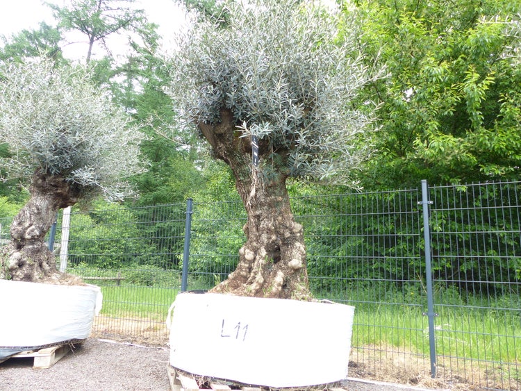 genau dieser Baum L11 Olivenbaum 225 cm, knorrige alte urige Olive winterhart
